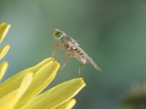 Ensina decisa