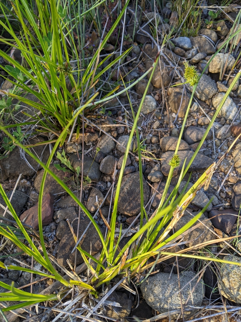 Carex cataractae