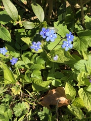 Omphalodes verna