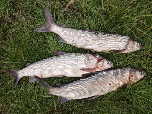 Broad Whitefish
