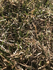 Anthosachne kingiana multiflora