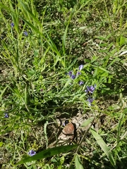 Sisyrinchium pruinosum