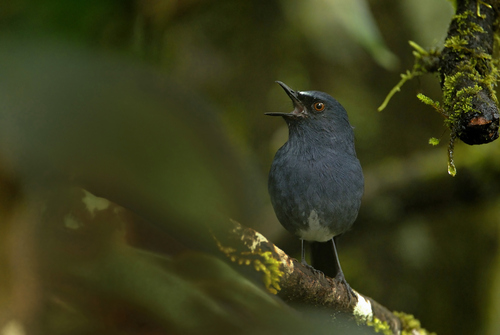 White-bellied Blue Robin (Sholicola albiventris), photo 9