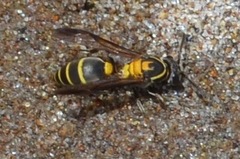 Polybia occidentalis bohemani