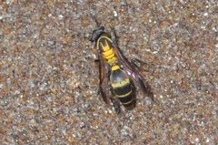 Polybia occidentalis bohemani