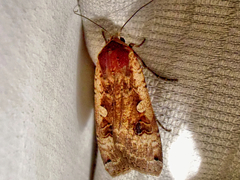 Lepidoptera