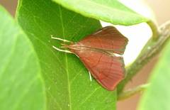 Hemiscopis sanguinea