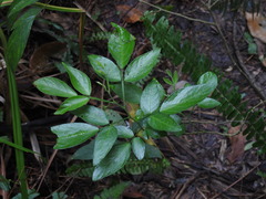 Ohwia caudata