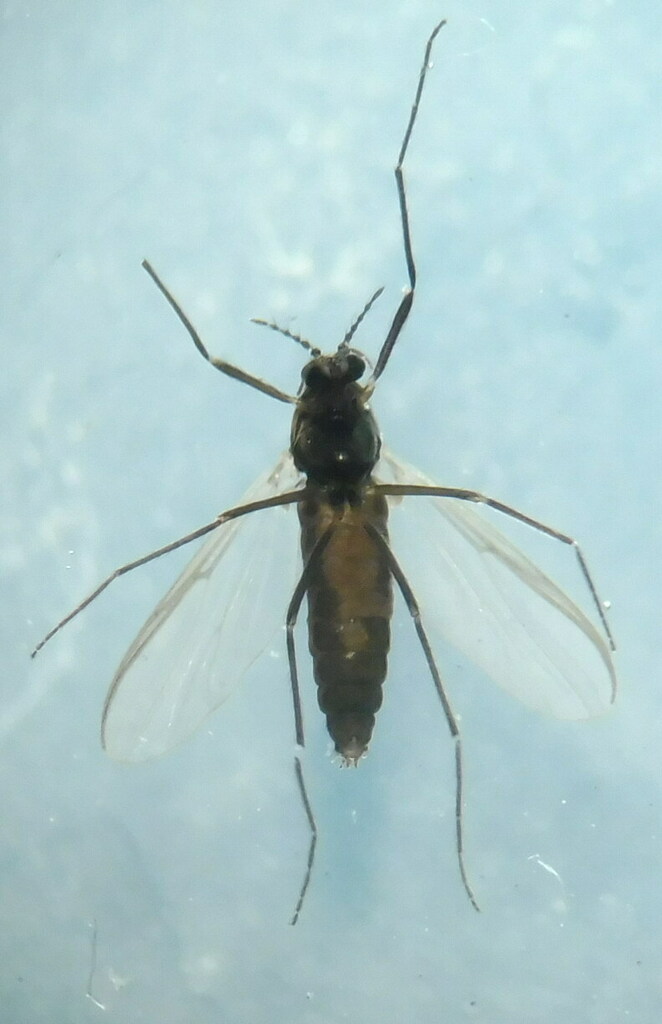 Psectrocladius limbatellus