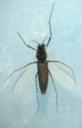 Psectrocladius limbatellus