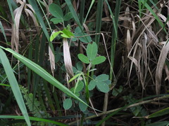 Grona heterocarpos strigosa