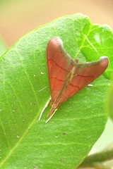 Hemiscopis sanguinea