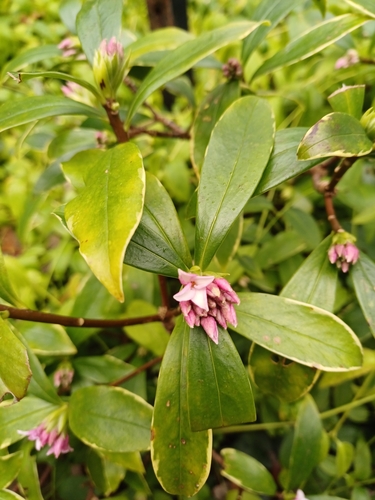 Daphne odora