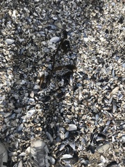 Macrocystis pyrifera