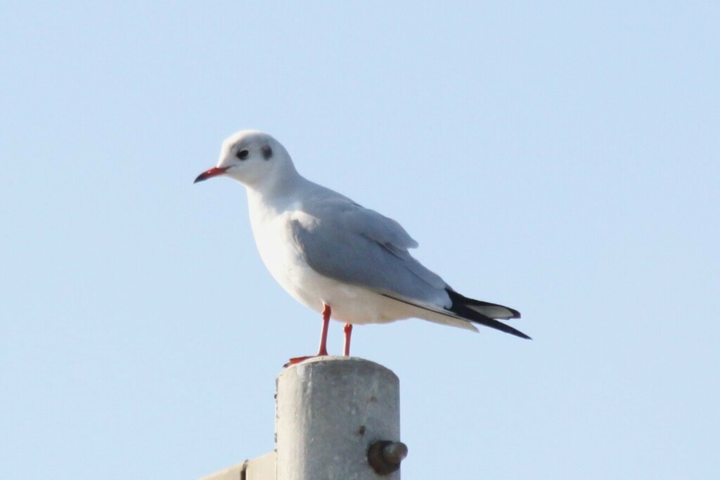 붉은부리갈매기 from Santa Maria, 76121 Barletta BT, Italia on... iNaturalist 붉은부리갈매기 (Chroicocephalus ridibundus)