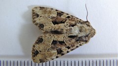 Apamea indocilis