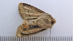 Apamea indocilis