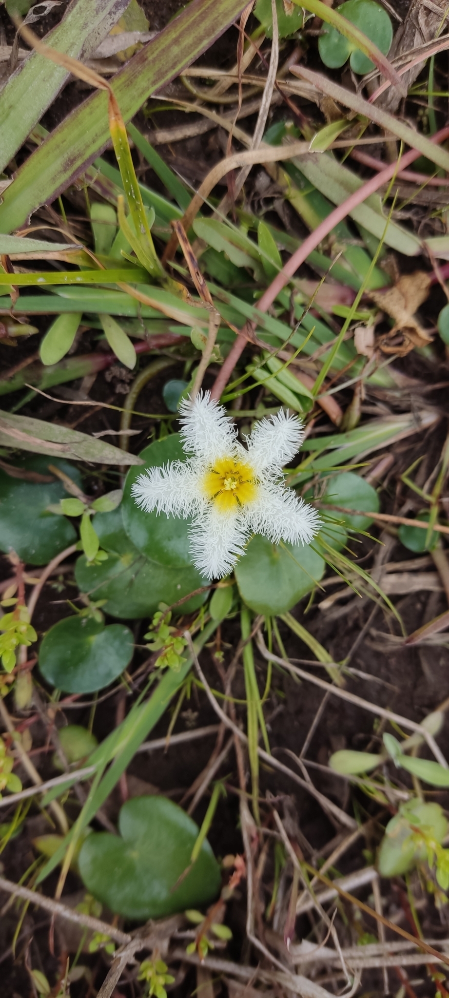 Nymphoides humboldtiana