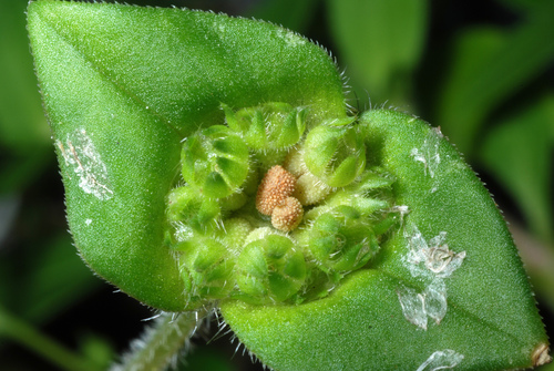 Richardia scabra