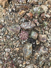 Claytonia exigua