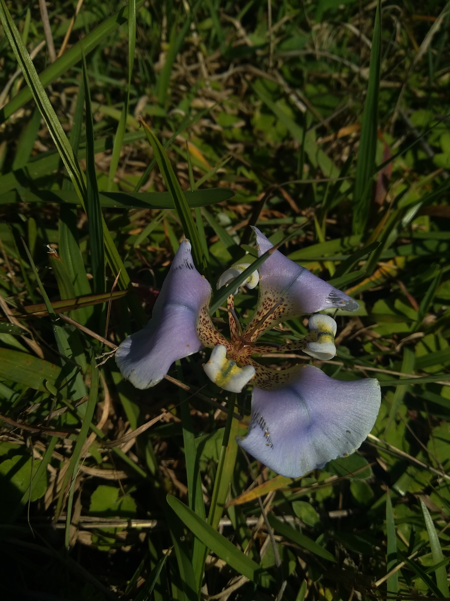 Cypella unguiculata