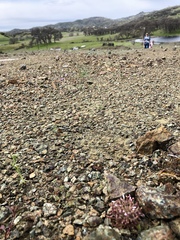 Claytonia exigua