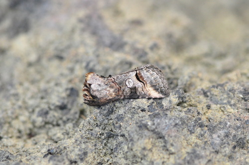 Abrostola canariensis