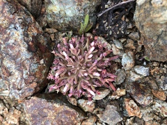 Claytonia exigua