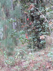 Disocactus speciosus