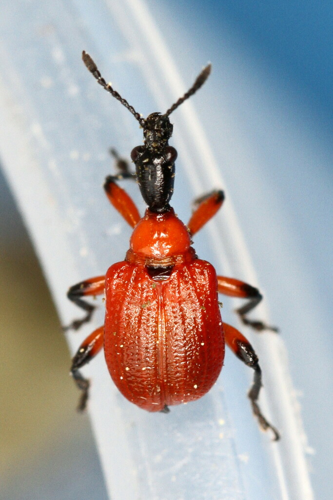 Hazel leaf-roller weevil from 54 Badem, Germany on June 5, 2022 at 01: ...