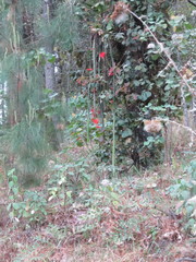 Disocactus speciosus