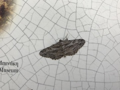 Peribatodes correptaria