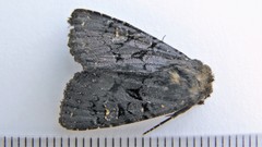 Apamea impulsa