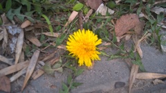 Taraxacum officinale