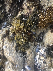 Pelvetiopsis limitata