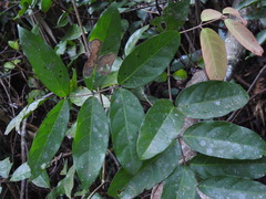 Anodendron benthamianum
