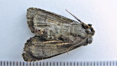 Apamea impulsa