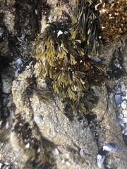 Pelvetiopsis limitata