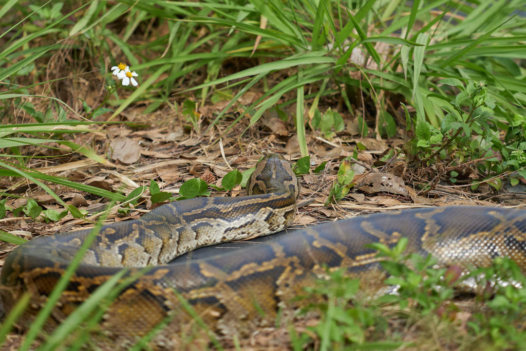 Burmese Python in January 2024 by tkp123 · iNaturalist