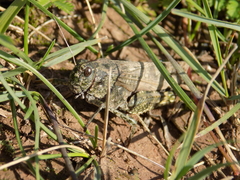 Bryodemella