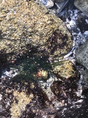 Phyllospadix scouleri