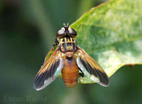 Swift Feather-legged Fly photo 4