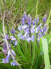 Hyacinthoides
