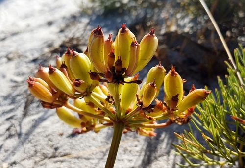 Image of Nanobubon strictum by no rights reserved