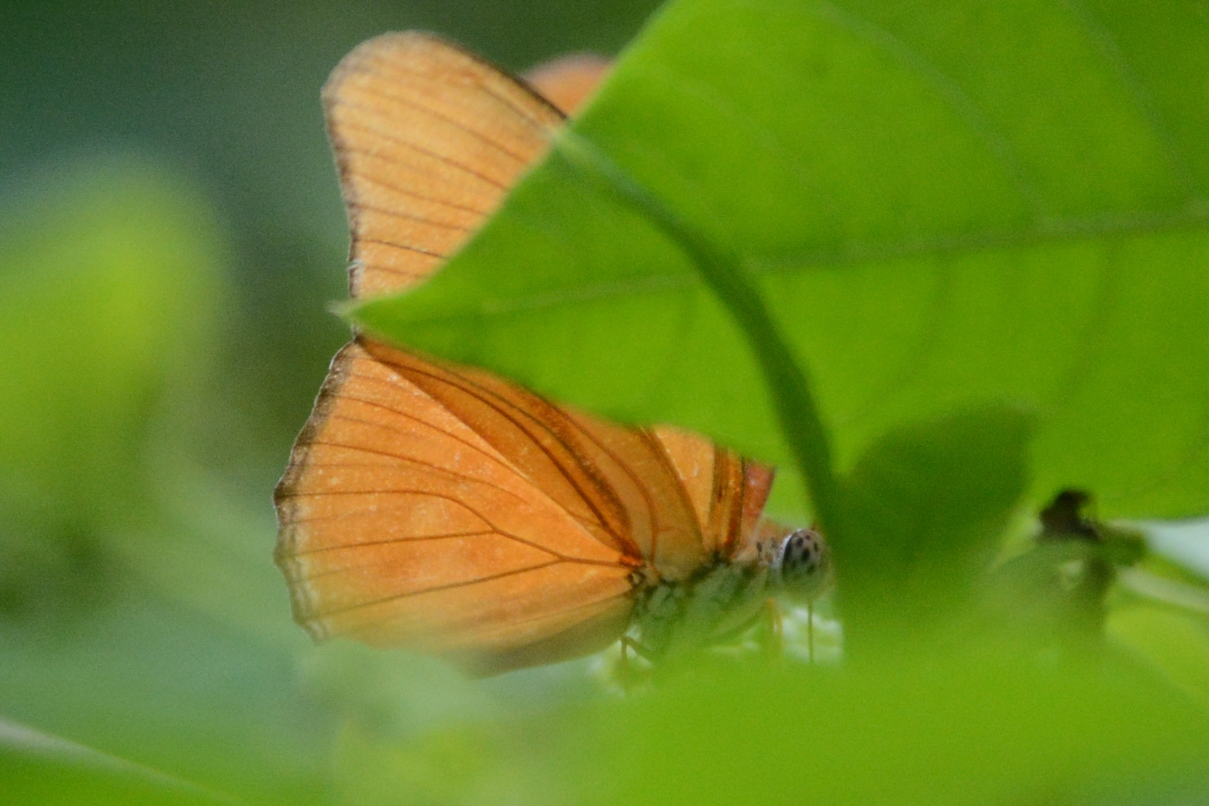 Dryas iulia image