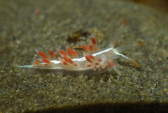 Coryphella cooperi