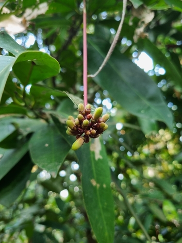 Image of Quassia indica by (c) Gannu03, some rights reserved (CC BY-SA)