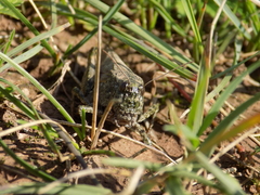 Bryodemella