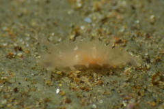 Tritonicula myrakeenae