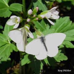 Pieris virginiensis